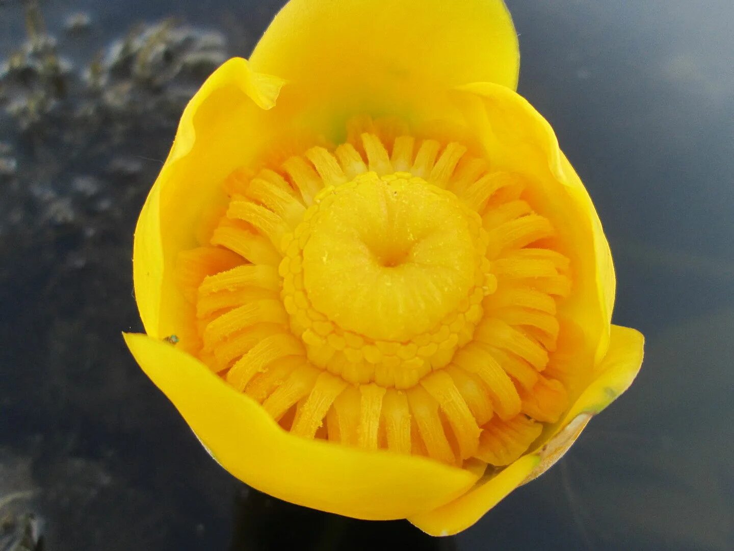 Кубышка (Nuphar). Nuphar lutea. Кубышка жёлтая. Кувшинка желтая кубышка. Кубышка номер