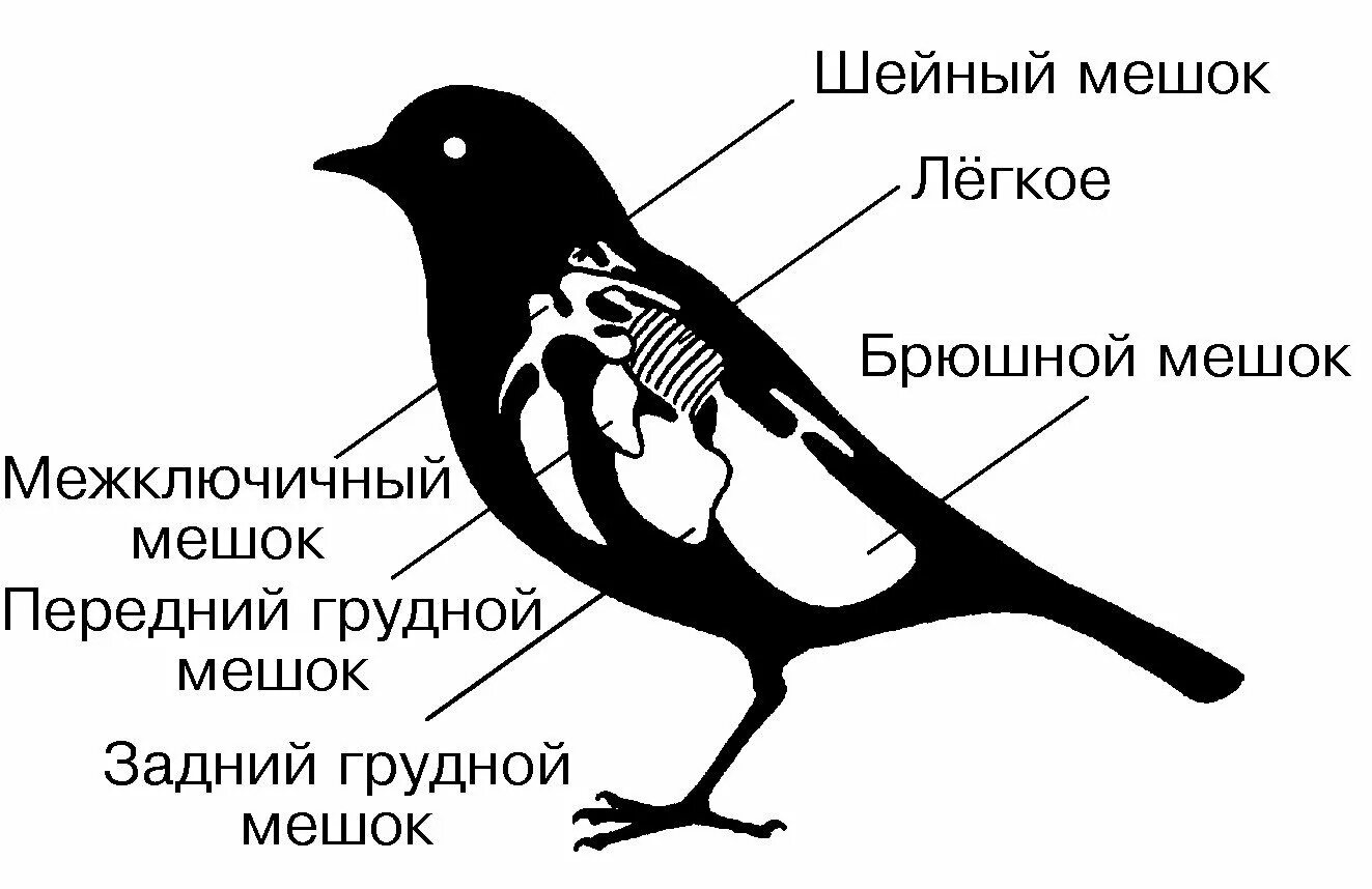 Какую функцию выполняют воздушные мешки. Дыхательная система птиц воздушные мешки. Строение дыхательной системы птиц. Легкие птиц. Легочные мешки у птиц.