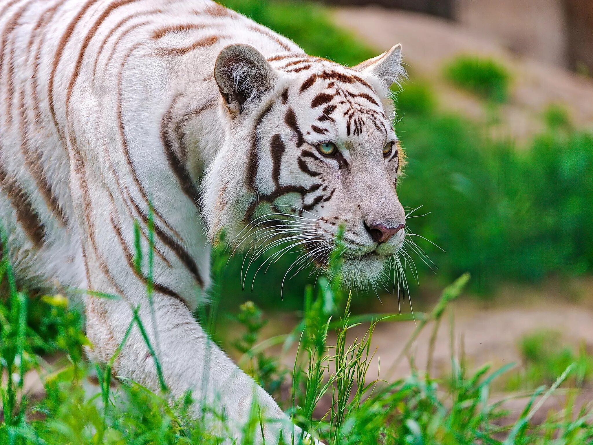 11 animal. Бенгальский тигр альбинос. Хищные животные тигр белый. Уссурийский тигр. Амурский тигр белый.