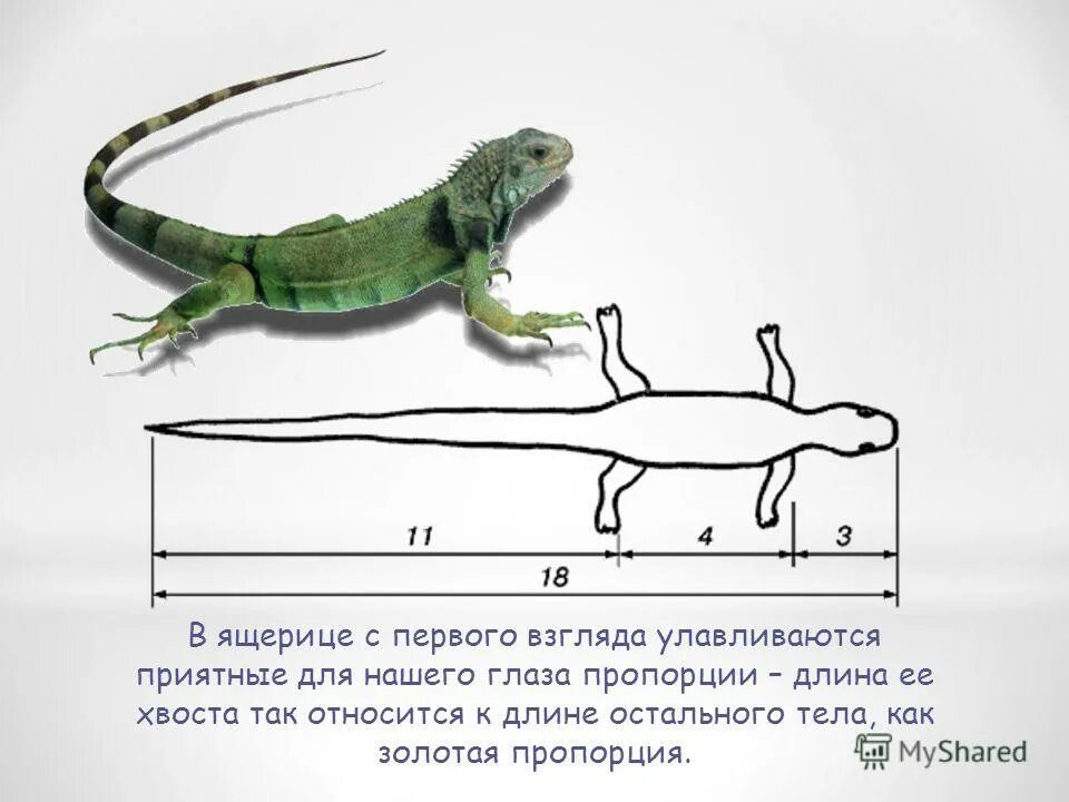 Ящерица разобрать. Ящерица золотое сечение. Золотое сечение в теле ящерицы. Ящерица пропорции. Хвост ящерицы золотое сечение.