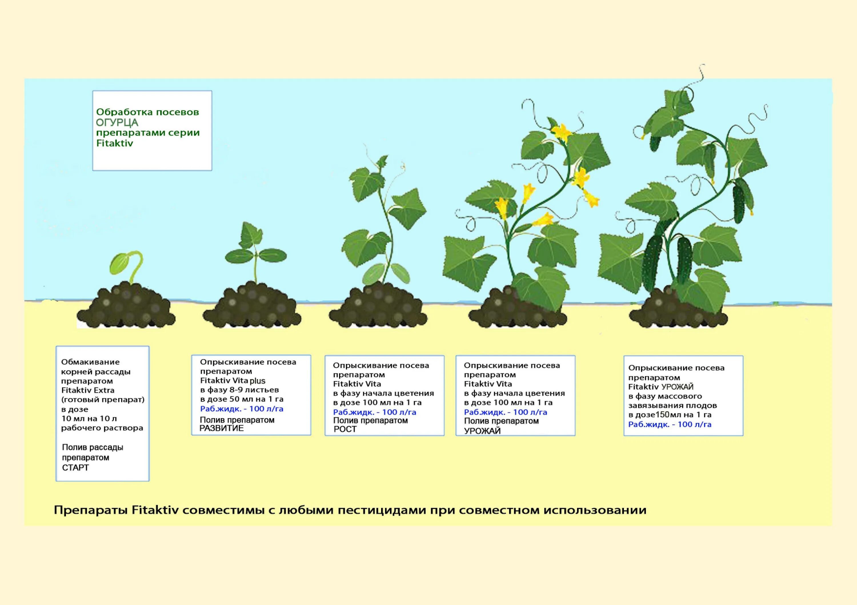 Подкормки огурца по фазам развития. Схема подкормки огурца. Удобрения по фазам роста огурцов в открытый грунт. Этапы развития огурцов.