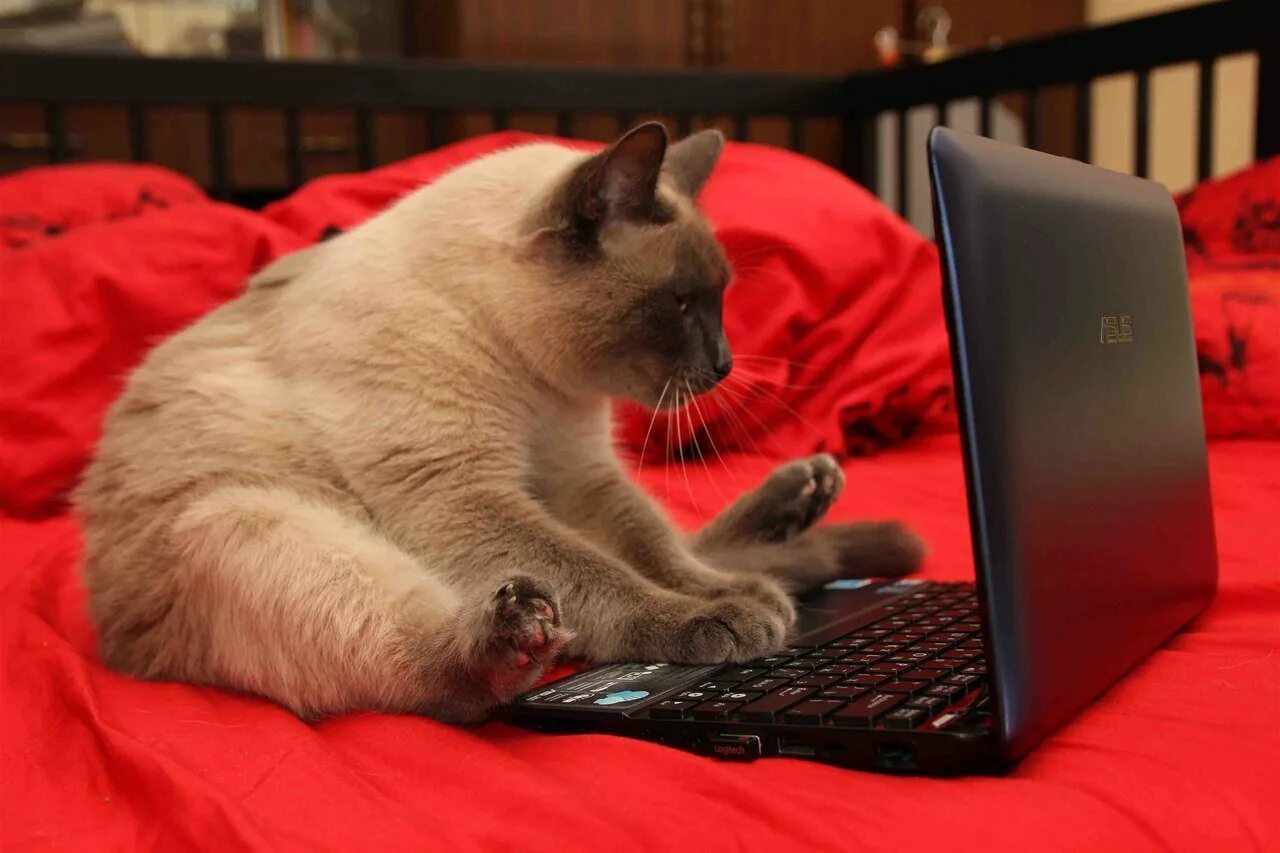 Смотрят кошки на экране. Кот с ноутбуком. Кошка за ноутом. Кошка за компьютером. Котенок с компьютером.