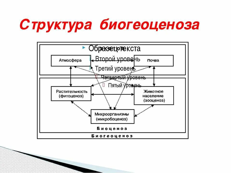 Основные структурные компоненты биогеоценоза. Структура биогеоценоза и экосистемы. Структура биогеоценоза схема. Структурные характеристики биогеоценоза. Структура и функционирование биогеоценозов..