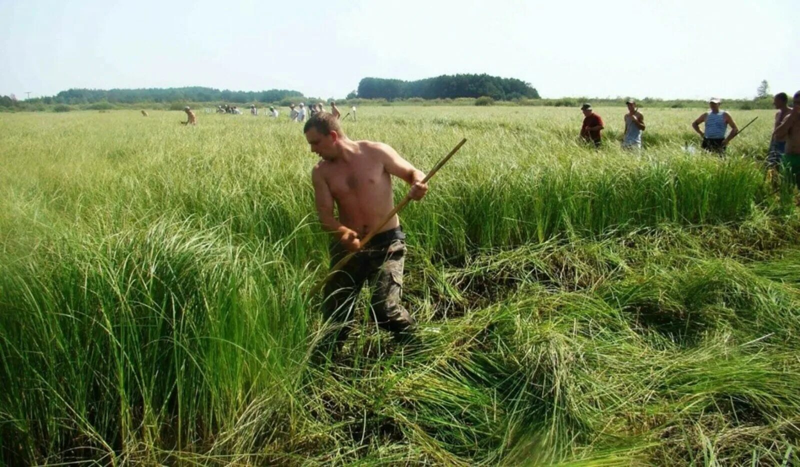 Коса для покоса. Косарь косит. Кошение травы. Мужчина с граблями. Симон хорольский косари на лугу.