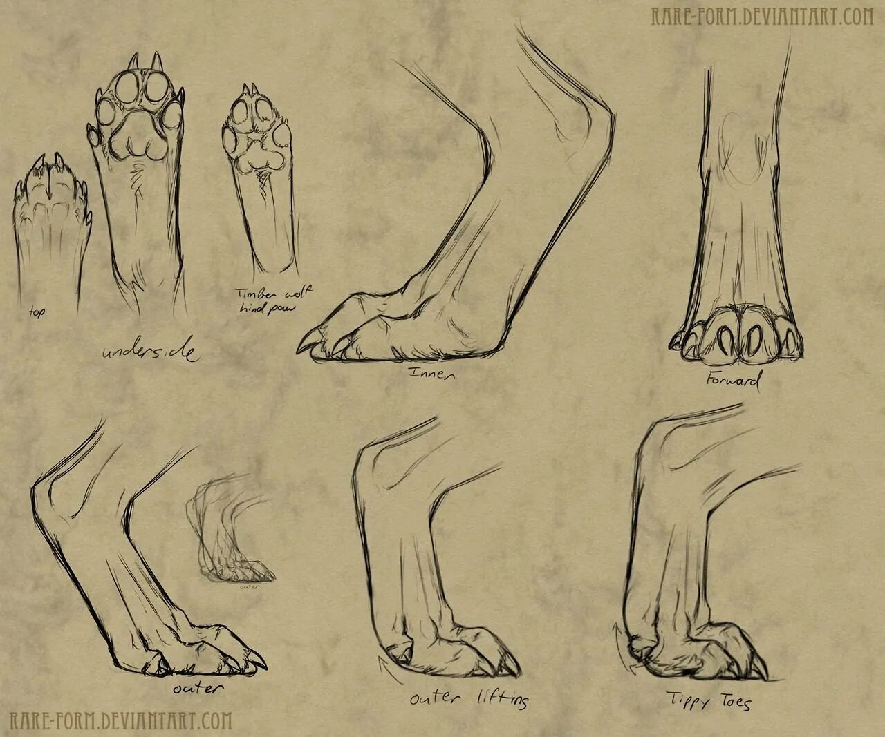 Подошвы лап. Лапы волка референс. Анатомия волчьих лап референс. Лапы собаки референс туториал. Анатомия лапы собаки референс.