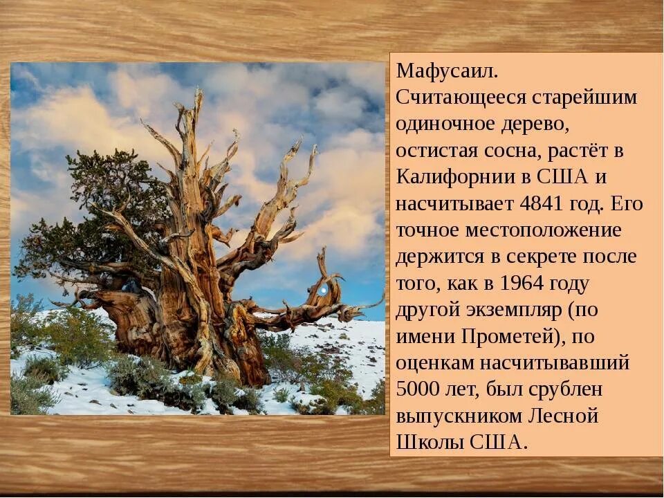 Мафусаилов век значение фразеологизма