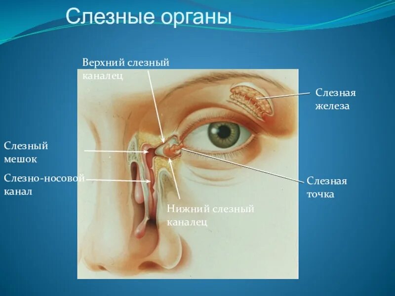 Слезные каналы где. Строение глаза слезный мешок , железа. Слезный аппарат глаза слезная точка. Носослезный мешок анатомия. Слезная железа слезные канальцы слезный мешок носослезный проток.