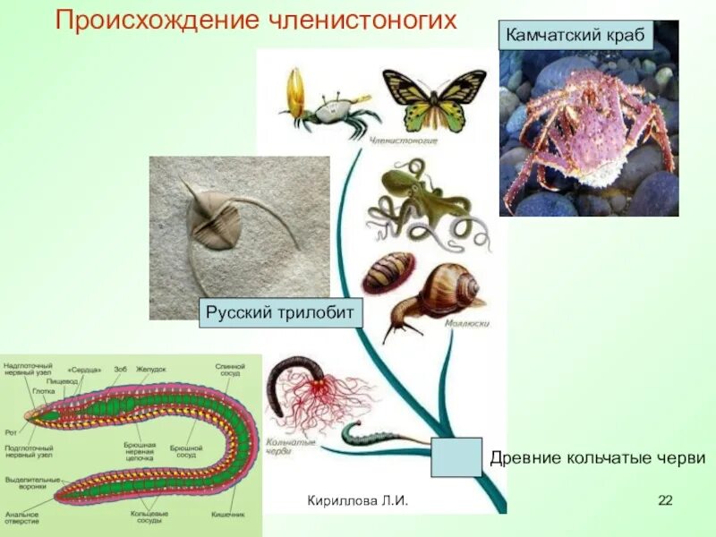 Членистоногие черви примеры