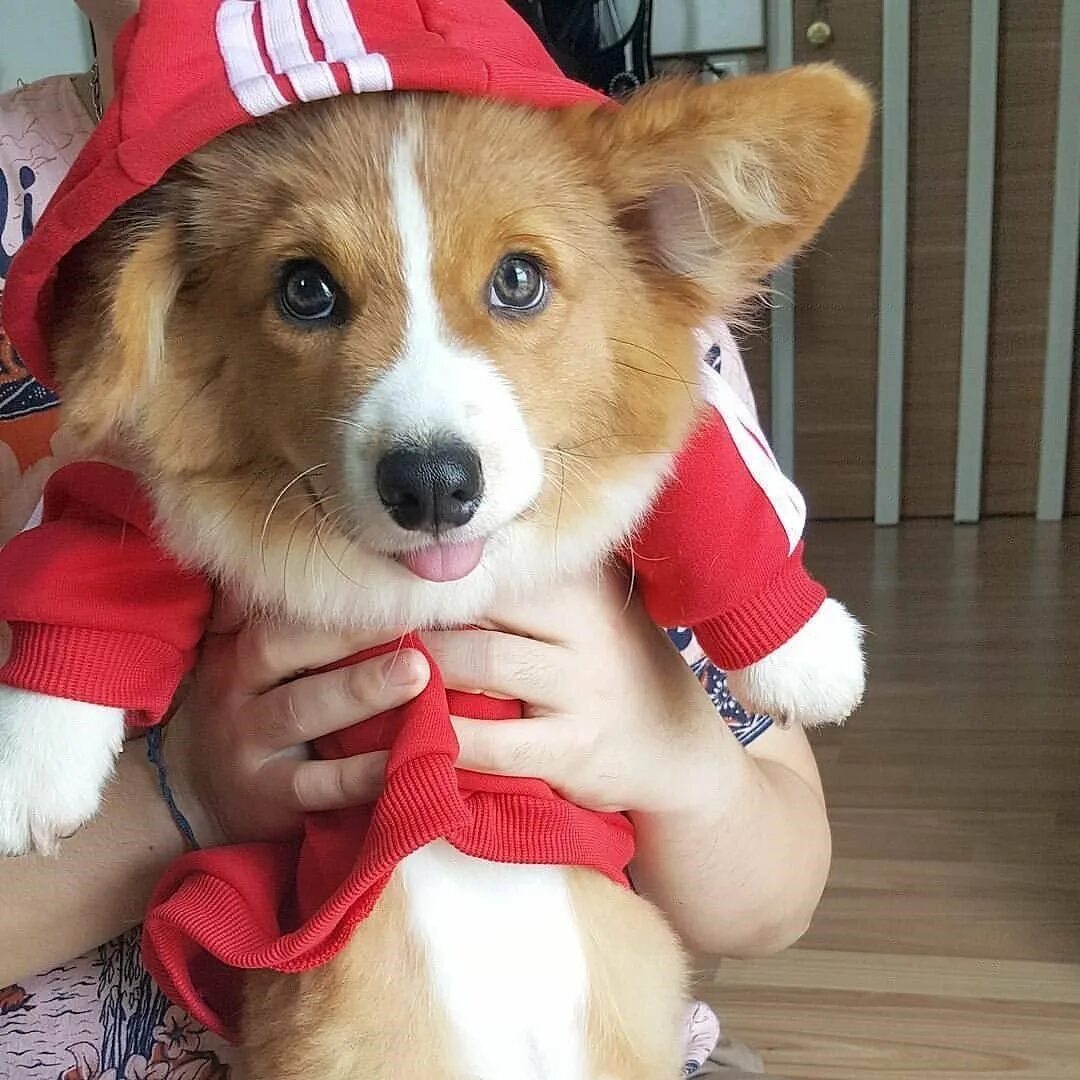 Корги девочка. Собака корги. вельш корги в одежде. костюмы для корги пемброк. одежда для вельш корги пемброк.