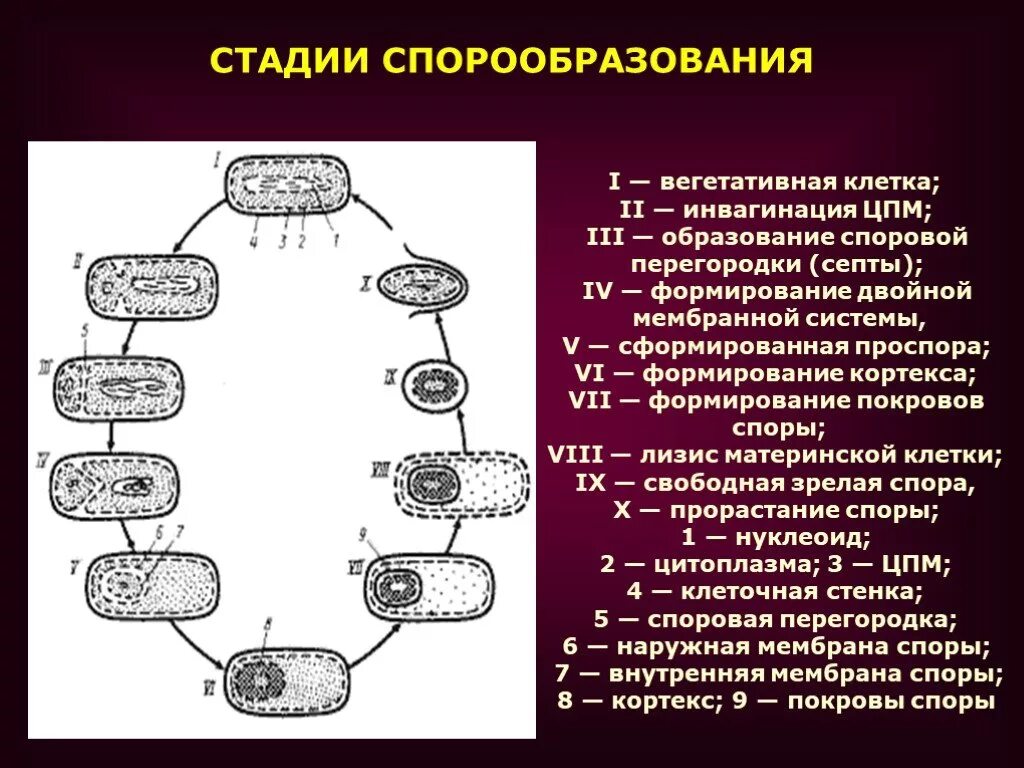 Споры и вегетативные формы. Этапы спорообразования у бактерий микробиология. Этапы образования спор у бактерий. Этапы образования споры у бактерий. Схема образования спор у бактерий.