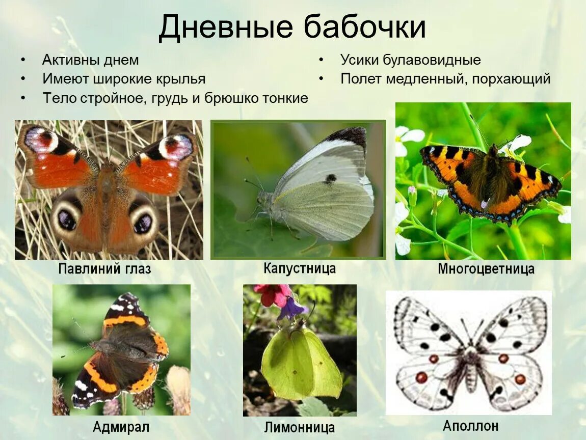Адмирал лимонница траурница павлиний глаз крапивница. Бабочки адмирал лимонница траурница. бабочки адмирал, павлиний глаз, лимонница, крапивница. крапивница лимонница адмирал траурница. отряд чешуекрылые бабочки.