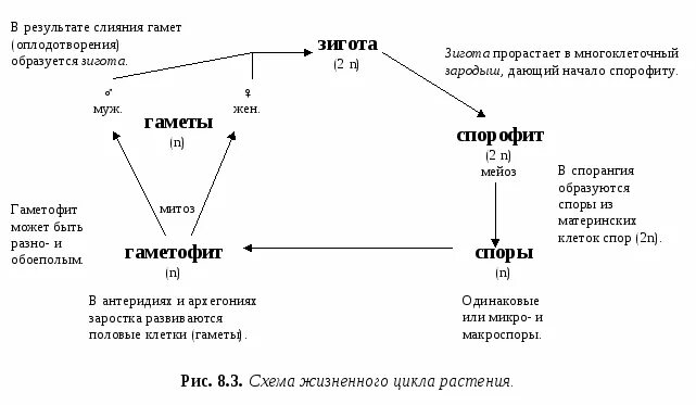 Гаметы образуются в результате. В результате слияния половых клеток образуется. Гаметы растений образуются. Из гамет образуется зигота из зиготы споры. Женские гаметы образуются в результате