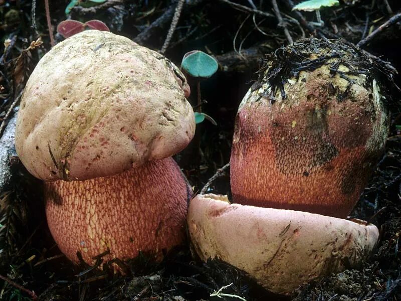 Боровик прекрасный Rubroboletus pulcherrimus. Гриб золотистый Боровик. Белый гриб и сатанинский гриб. Ядовитые грибы боровики. Боровик 5