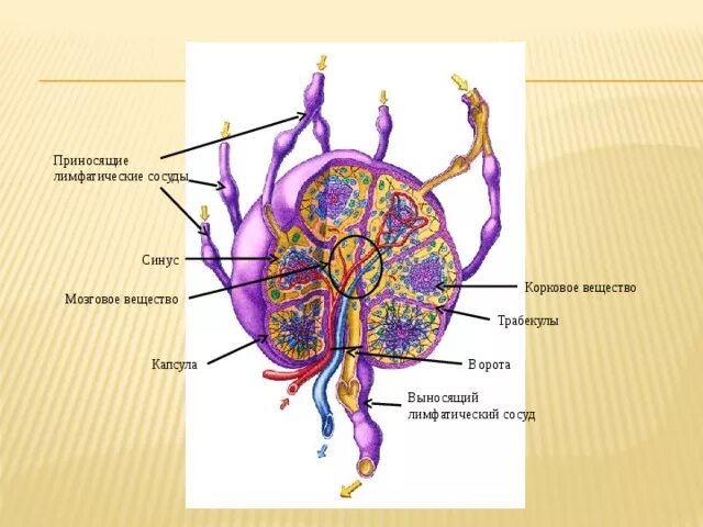 Корень лимфатического узла. Строение лимфатического узла анатомия. Строение узлов лимфатической системы. Функции лимфатической системы анатомия. Строение лимфатического узла анатомия рисунок.