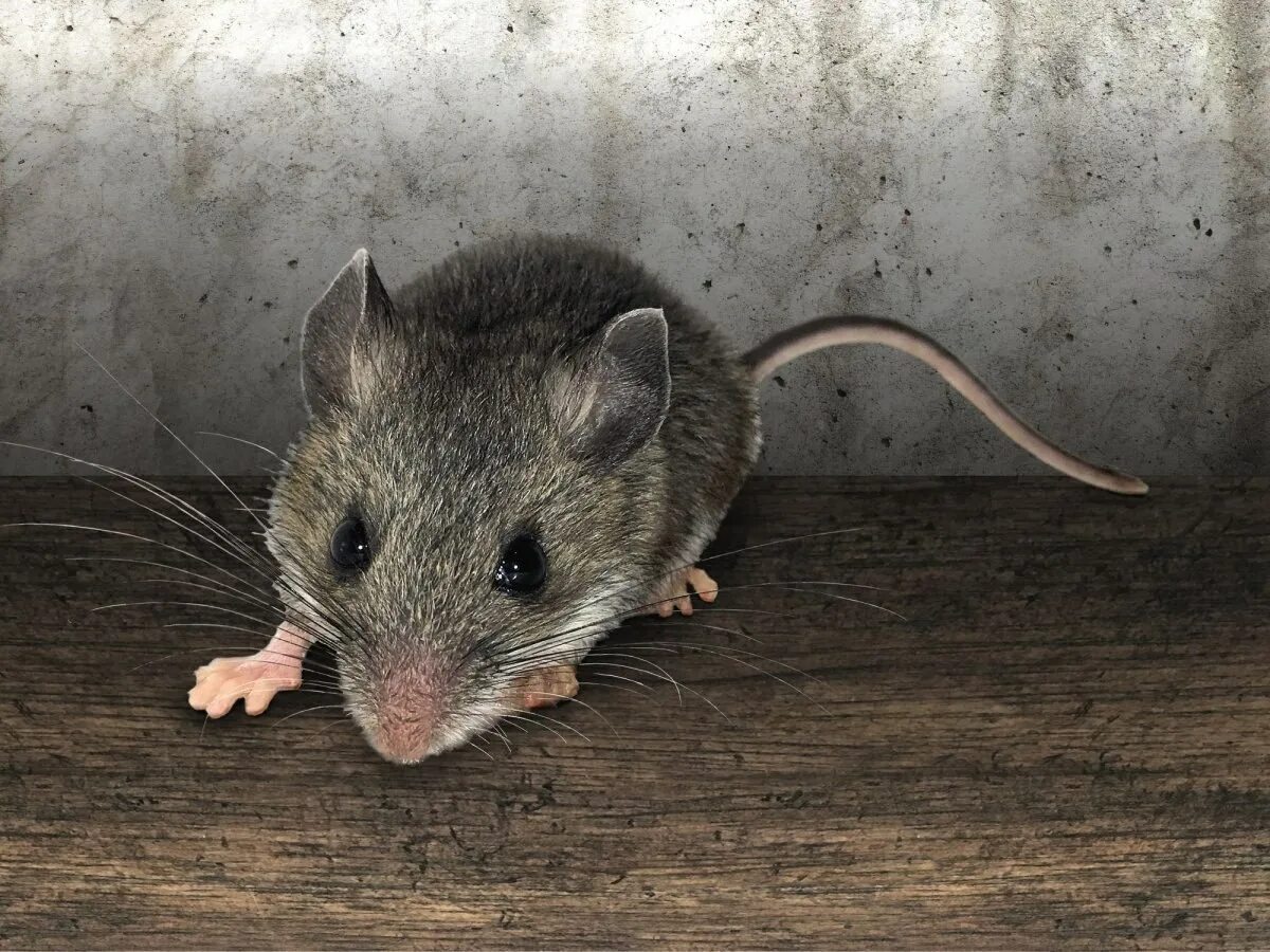 Секреты серой мыши. Домовая мышь mus musculus Linnaeus. Крыса Песчанка. Мышь домовая серая. Мышка серая.