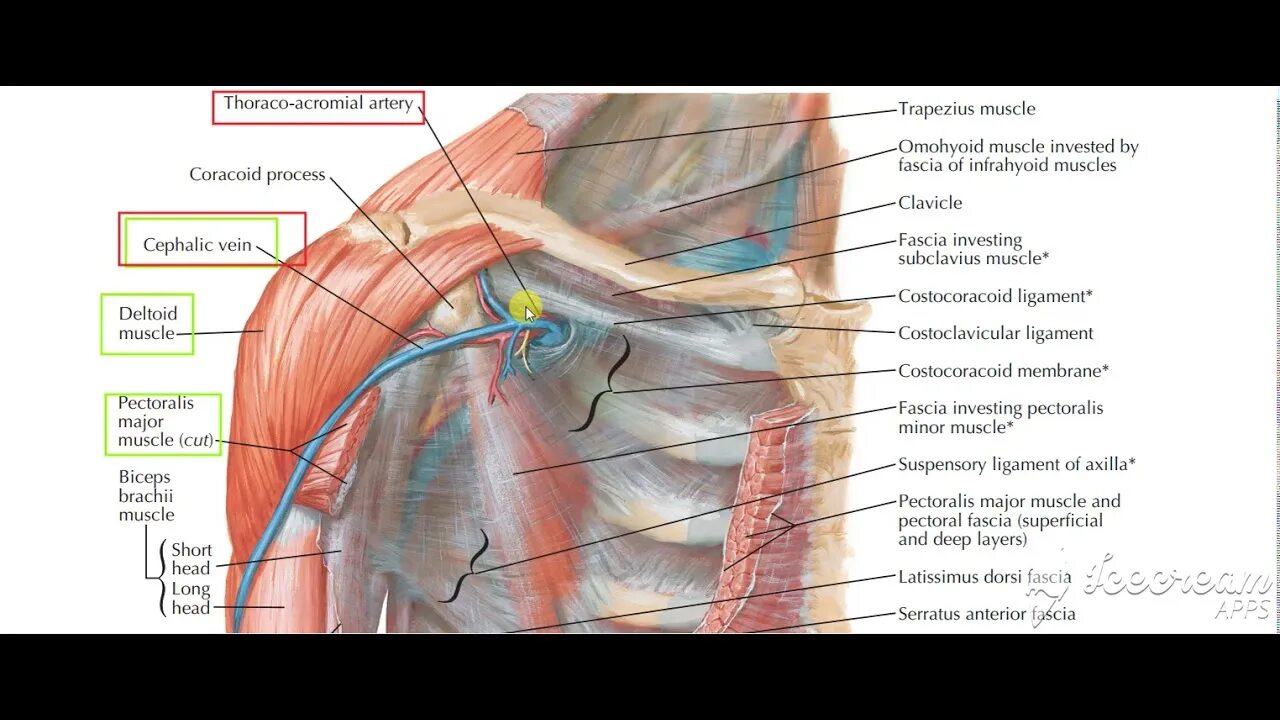 Грудная фасция топографическая анатомия. Топография анатомии подключичной области. 1. Топографическая анатомия подключичной области.. Подмышечная ямка анатомия топография.