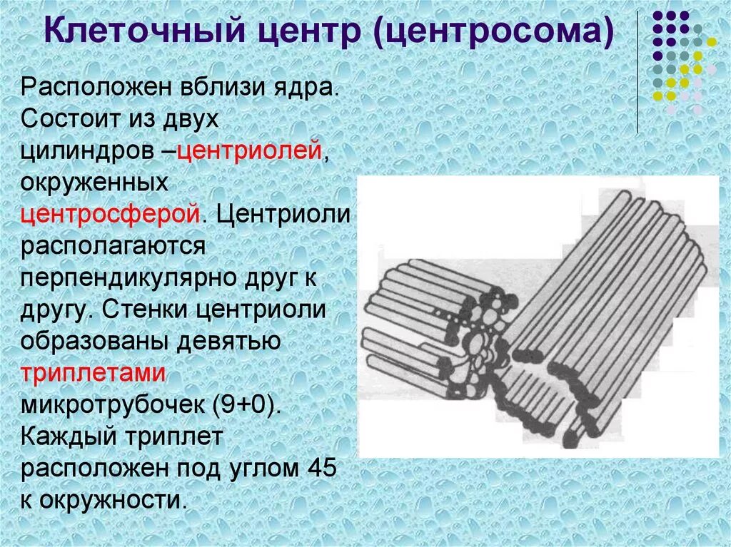 Клеточный центр отсутствует. Клеточный центр состоит из 2 центриолей. Клеточный центр центросома строение. Строение клеточного центра центросфера. Центросома строение и функции.