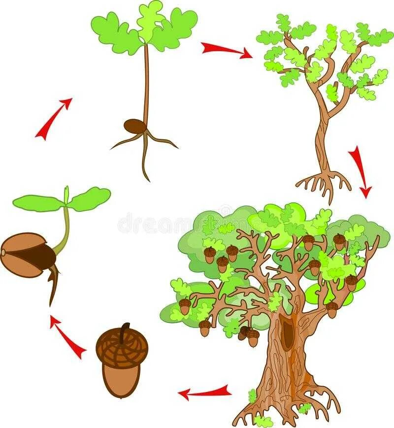 Какое деревце будет расти быстрее и развиваться. Этапы роста дуба. Этапы развития дерева. Рост дерева для дошкольников. Жизненный цикл растений для детей.