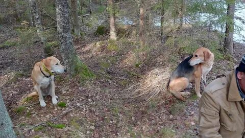 Возвращение способностей охотничьего пса 47