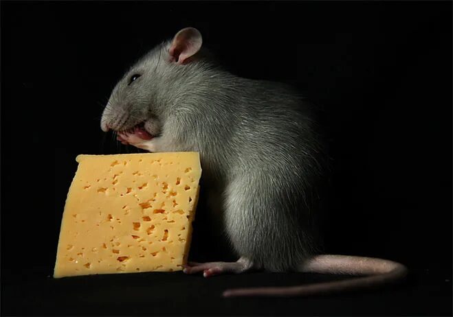 Принял мыши. Что едят мышки. Крыса и сыр. Мышь ест сыр. Мышонка еда.