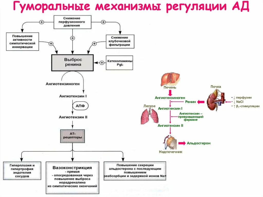 Гуморальные механизмы регуляции артериального давления. 3.Гуморальные механизмы регуляции системного артериального давления.. Механизмы быстрой и долговременной регуляции артериального давления. Почечный функциональный механизм регуляции артериального давления. Где расположен центр регуляции кровяного давления