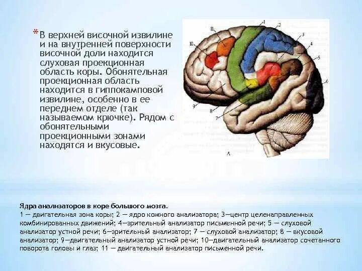Выберите височную долю