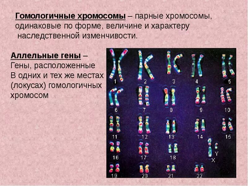 Гомолошчигыйк хоромосомы. Гомолонмчные хромосом. Гомоогичные хромоосомы. Гомологичнве хромомсрсмв. Аллельные варианты гена