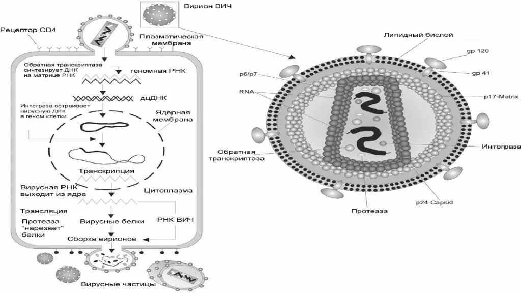 P24 вич 2. Схема репродукции вируса иммунодефицита человека ВИЧ. Структура вириона вируса СПИДА. Строение вириона ВИЧ инфекции. Схема репродукции вируса ВИЧ.