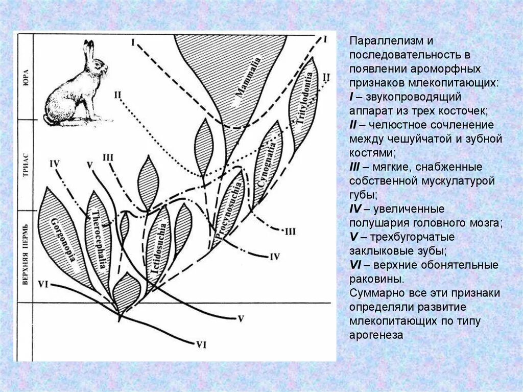 Ароморфные признаки млекопитающих. Последовательность появления млекопитающих. параллелизм у растений. параллелизм последовательность. параллелизм у растений примеры.