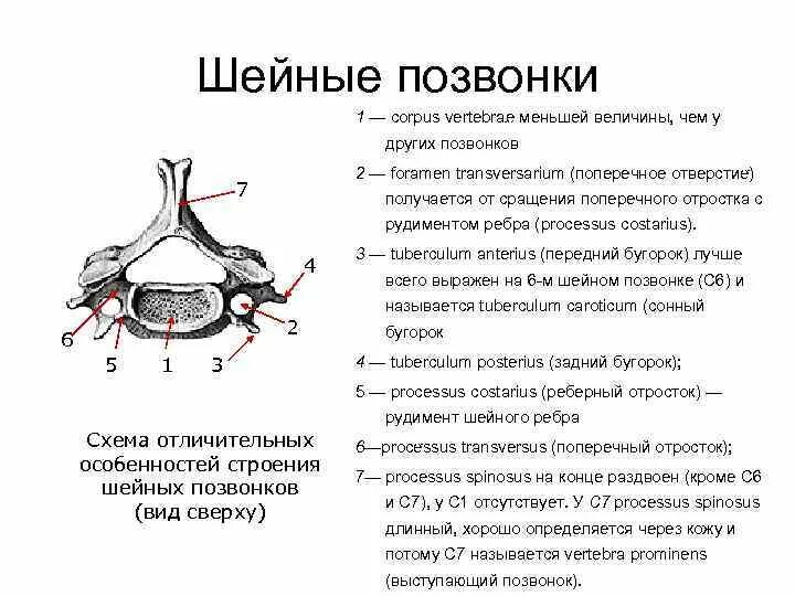 8 шейный позвонок. Седьмой шейный позвонок. поперечные отростки шейных позвонков. отверстие поперечного отростка шейного позвонка.