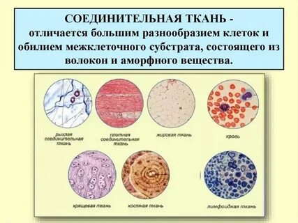 В какой ткани содержится