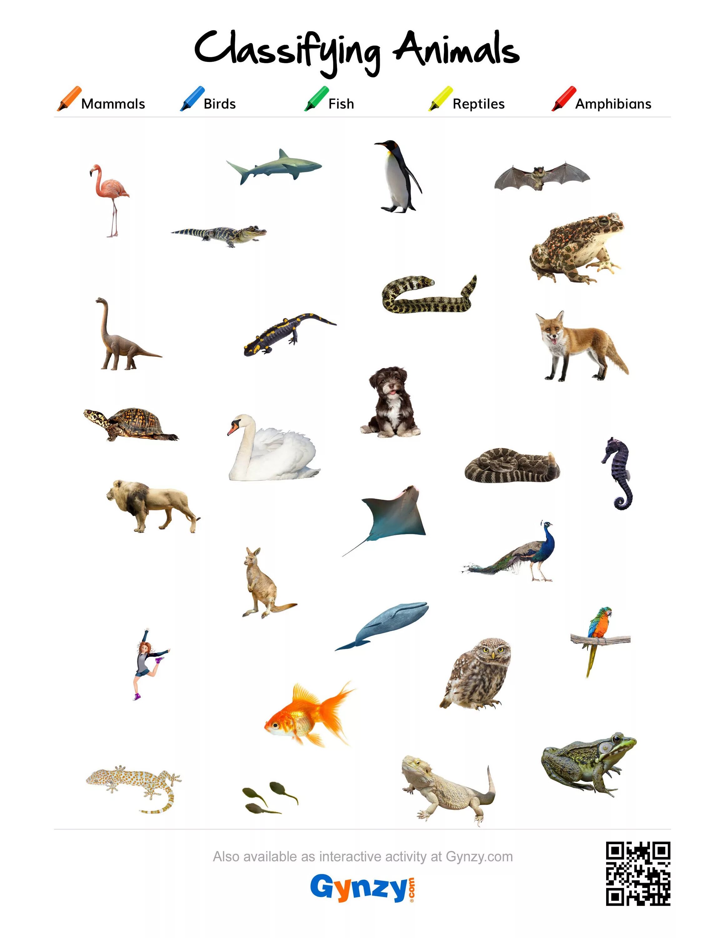 Reptiles and mammals. Млекопитающие рыбы. Животные птицы и рыбы на букву а. Mammals Reptiles Birds Fish.