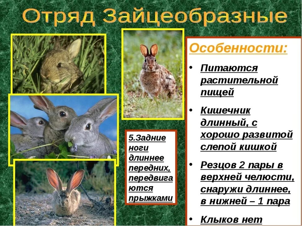 К какому классу относится кролик. Характерные признаки отряда зайцеобразных. Отряд зайцеобразные характеристика отряда. Отряд зайцеобразные общая характеристика 7 класс. Особенности строения зайцеобразных млекопитающих.