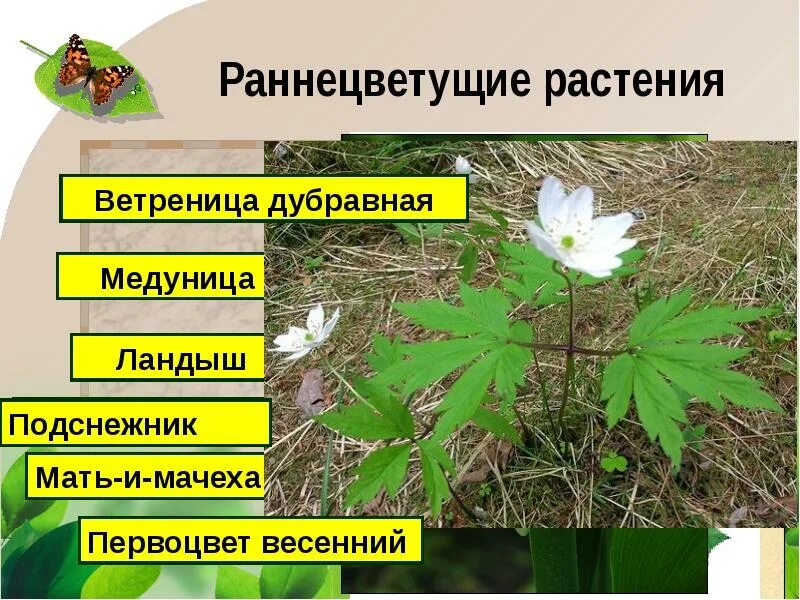 Сообщение о раннецветущих растениях 2 класс. Ветреница дубравная подснежник. раннецветущие травянистые растения. ранне цветущее растения. раннецветущие растения 2 класс.
