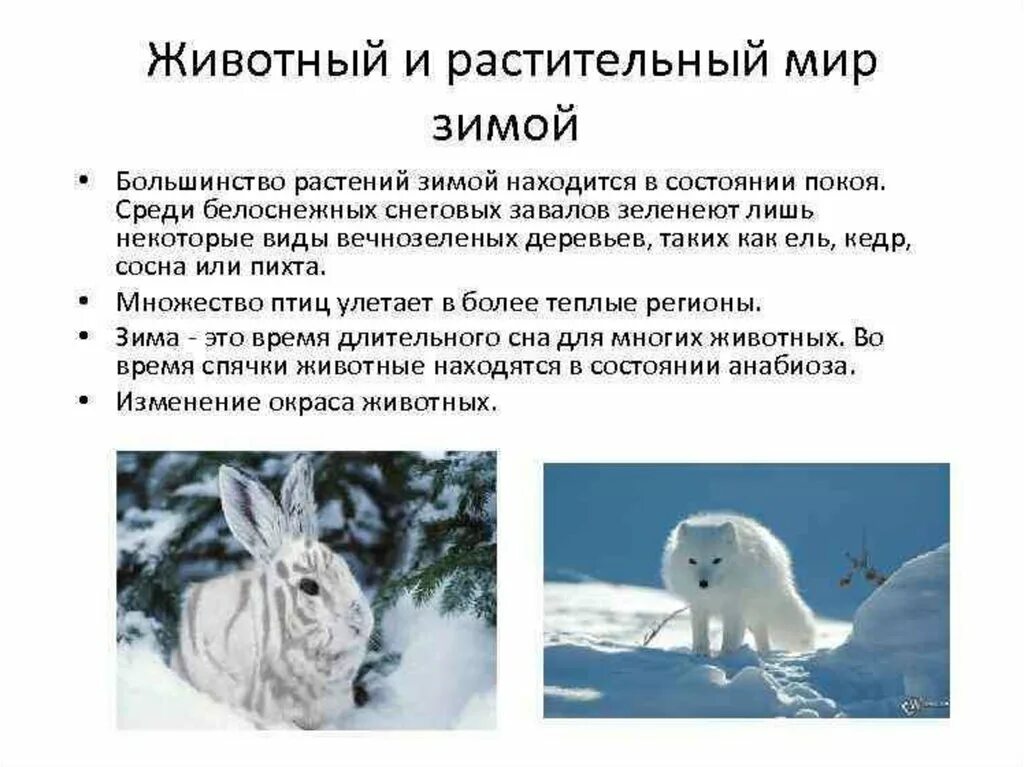 Изменения в неживой природе зимой биология. Изменения в живой природе зимой. Изменения в животной природе зимой. Изменения в жизни животных зимой. Изменения в растительной природе зимой.