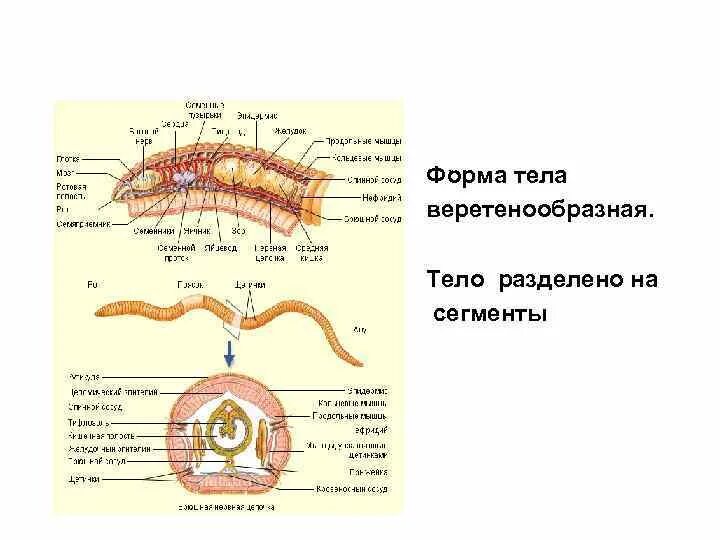 Тип кольчатые черви Annelida. Форма тела кольчатых червей. Тело круглых червей разделено на. У кольчатых червей тело разделено на сегменты. Тело червей разделено на