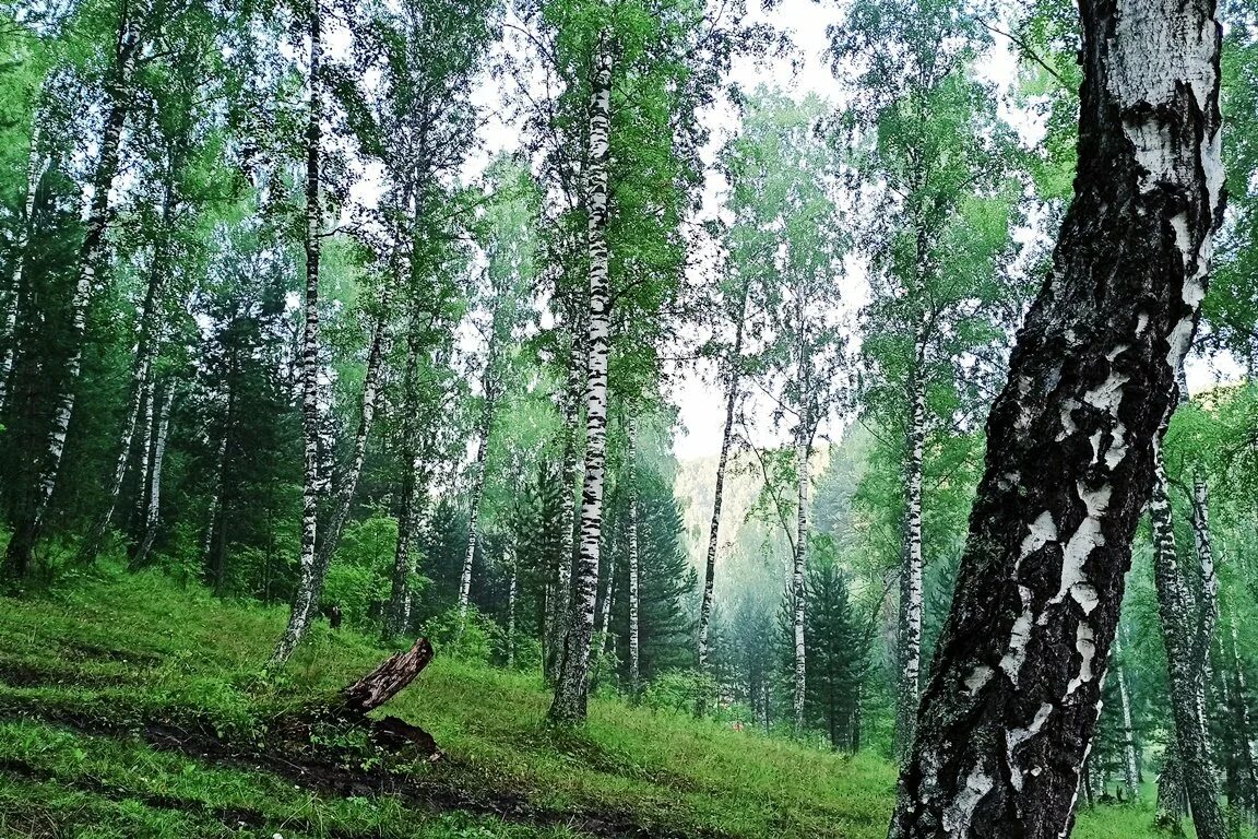 Лес где растет береза