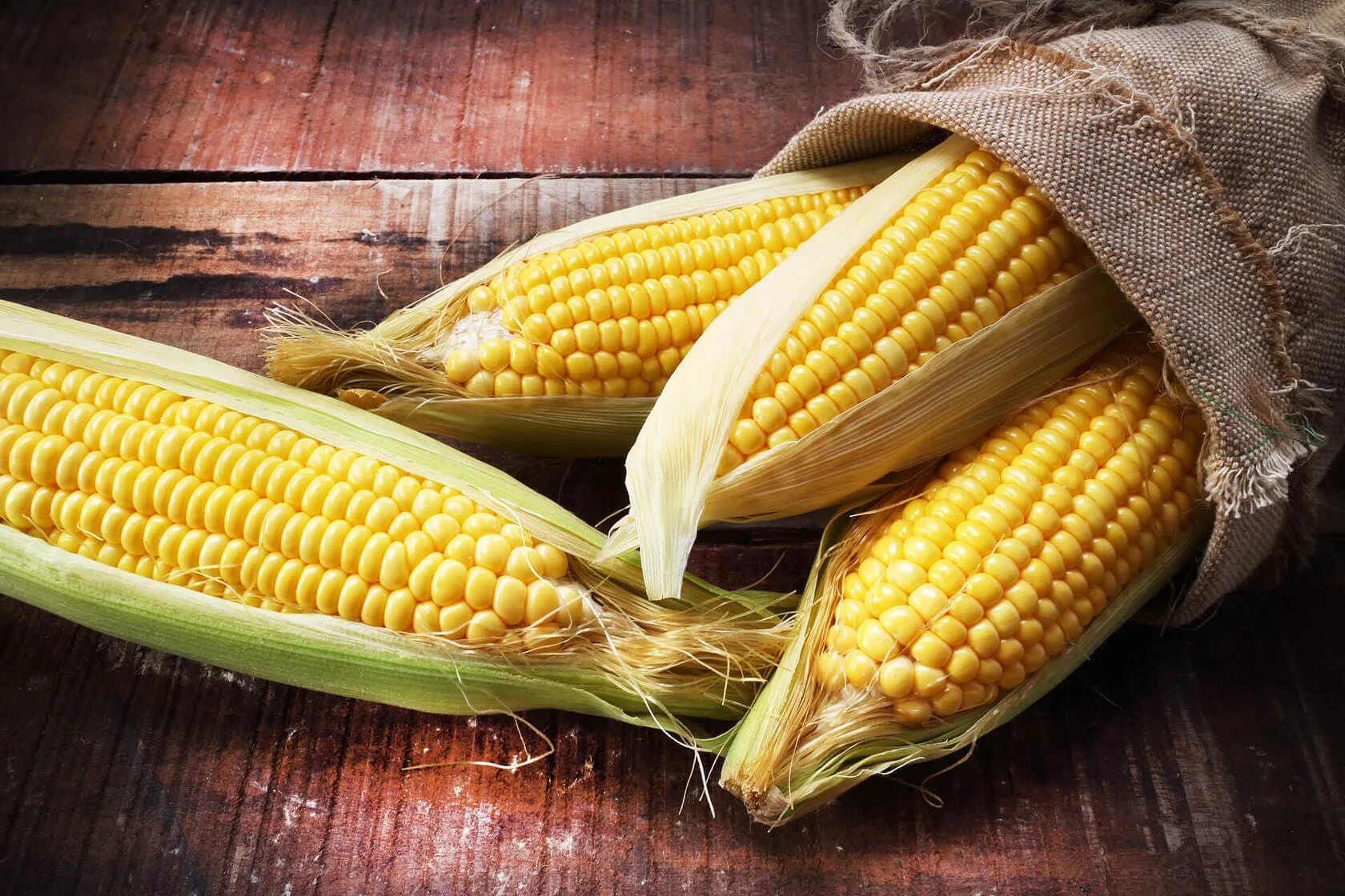 Кукурузные поля мексики. Maize перевод. Кукуруза злаковое растение. Bog'dorchilikda kapilnitsa o'simlikka. Кукуруза куст.