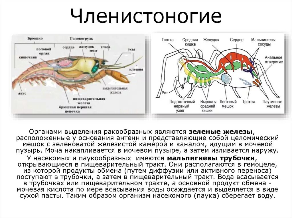 Зеленые железы и мальпигиевы сосуды. Выделительная система насекомых и паукообразных. Выделительная система ракообразных мальпигиевы сосуды. Органы выделения мальпигиевы сосуды. Речной рак дышит трахеями