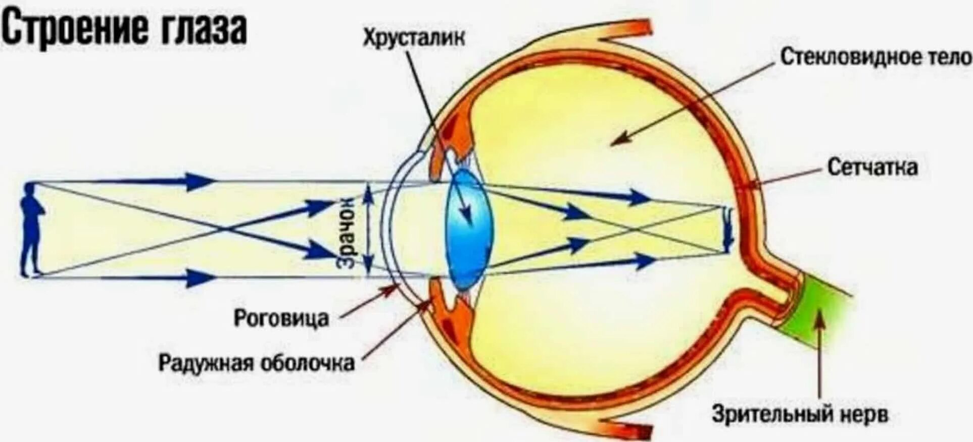 Преломляющие среды глаза. Строение глаза сетчатка роговица хрусталик. строение оптической системы глаза человека. оптическая система глазного яблока. схема прохождения света через оптическую систему глаза.