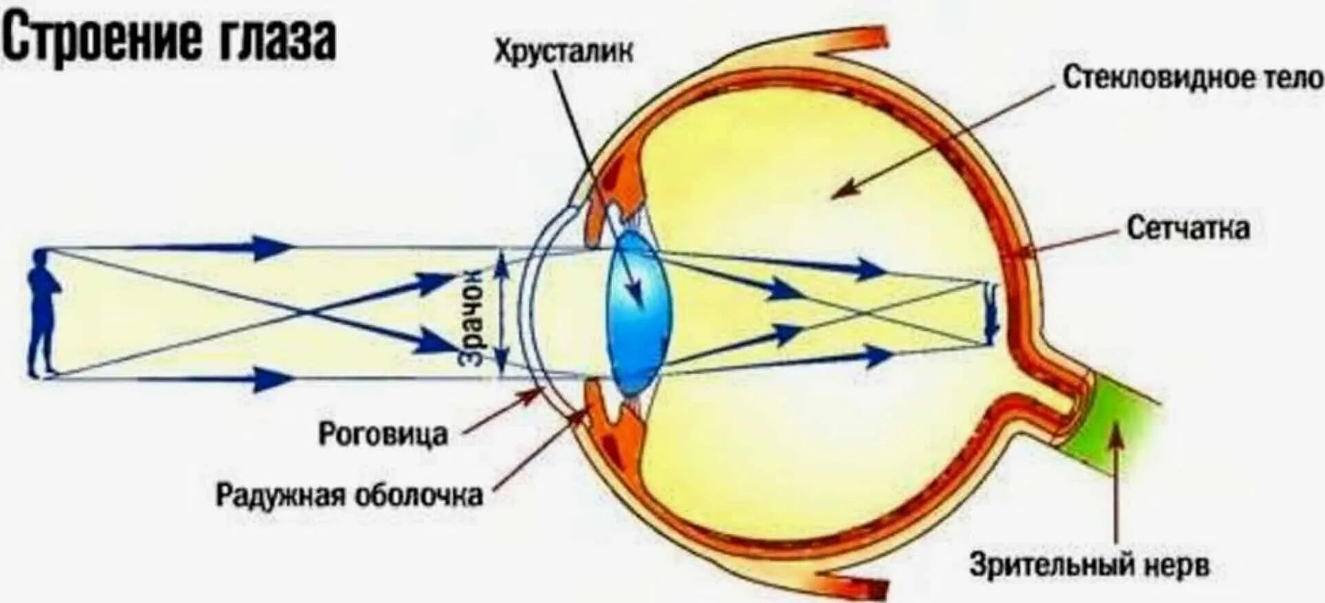 Схема хода световых лучей в глазу. Оптическая система глаза (светопроводящий и фокусирующий аппарат).. Анатомия хрусталика глаза человека. Ход лучей в оптической системе глаза. Фокусировка лучей света на внутренней