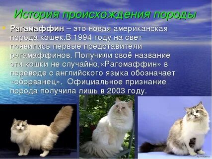 История происхождения породы