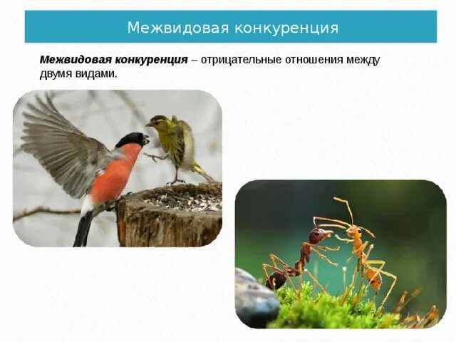 Тип взаимодействия между животными и репейником