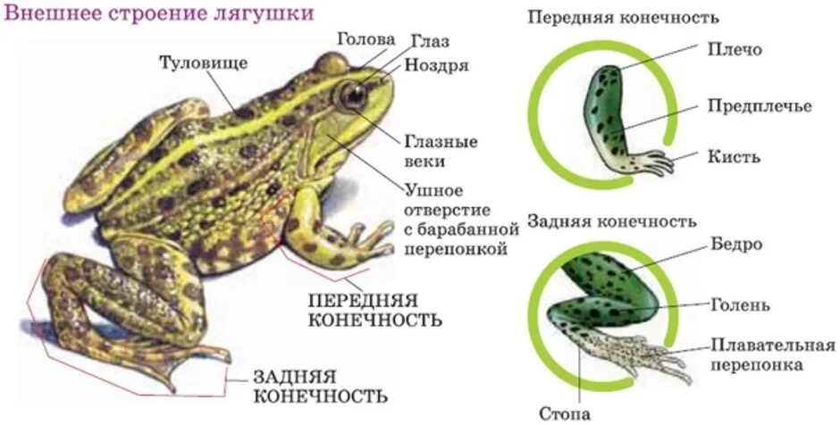 Тело земноводных состоит из. Бесхвостые земноводные строение. Внешнее строение прудовой лягушки. Бесхвостые амфибии строение. Земноводные внешнее строение лягушки.