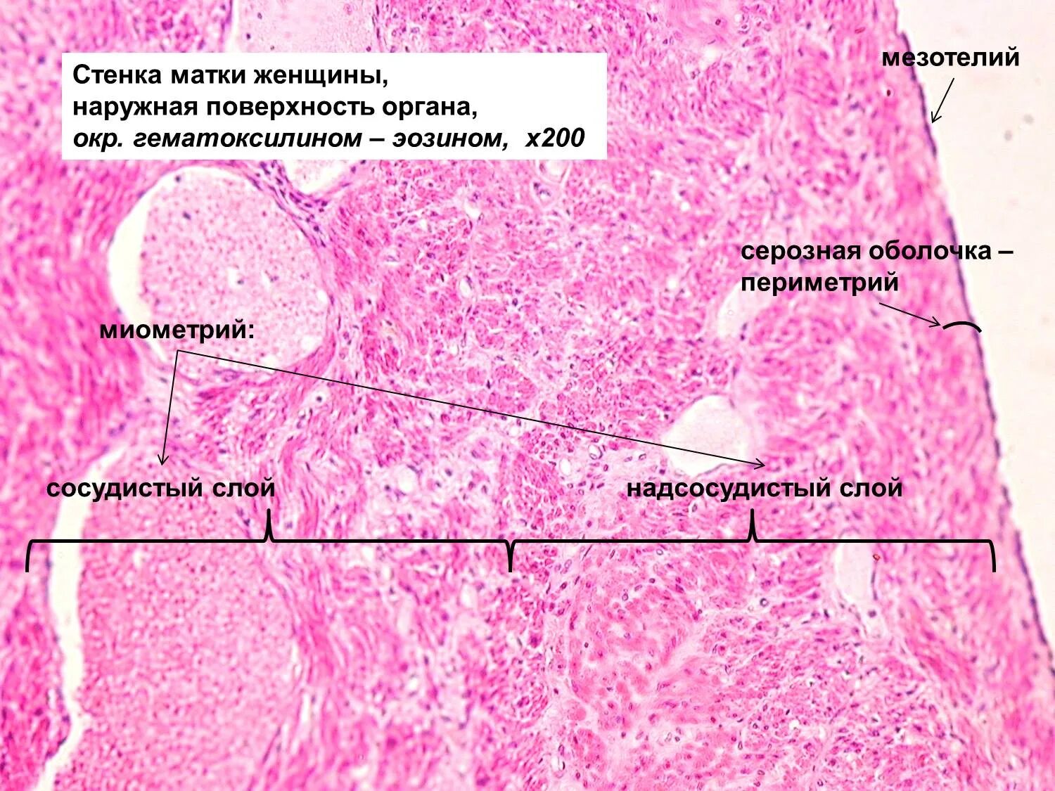 Слизистая стенок матки. Гистологическое строение эндометрия матки. Миометрий матки гистология препарат. Строение стенки матки гистология. Эндометрий микропрепарат гистология.