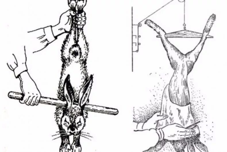 Переработка кроликов. Освежевание тушки кролика.