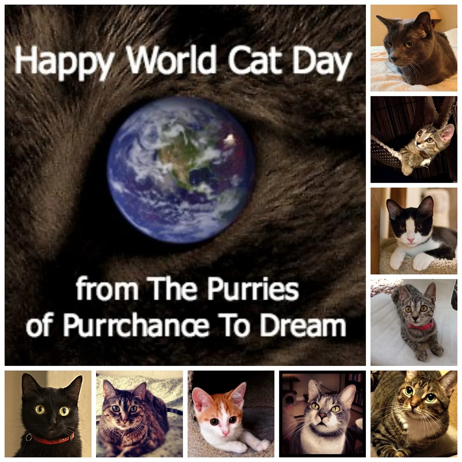 Happy World Cat Day. Happy International Cat Day. Европейский день кота (Cat Day in Europe). Cats Day in World.