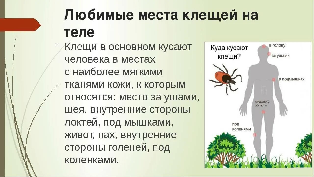 Какие симптомы при клещах у человека. Укус клеща на теле человека. Опасные места укуса клеща.