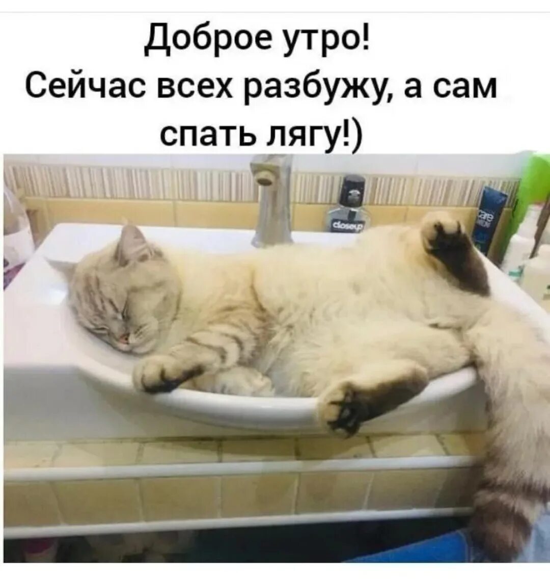 Кота разбудили. Кот утро. Кот утро воскресенья. Проснулся сам буди всех. Чувствую утро каждое утро