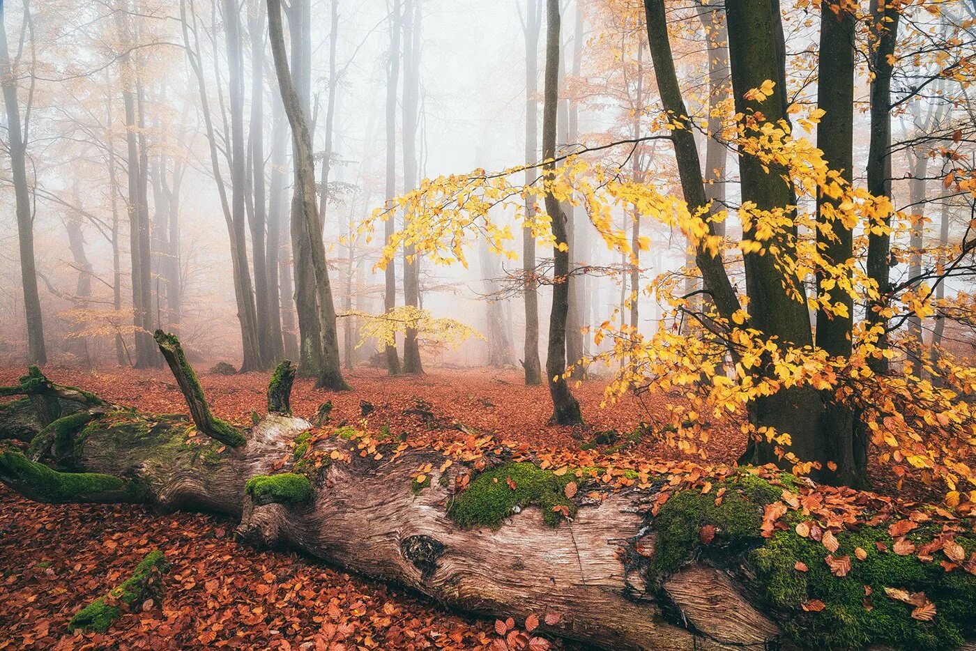 Может ли вас взволновать красота осеннего леса. Дом красивый в лес осень. Осеннее воскресенье на природе фото. Deep autumn. When to go Prague Spring autumn #nature.